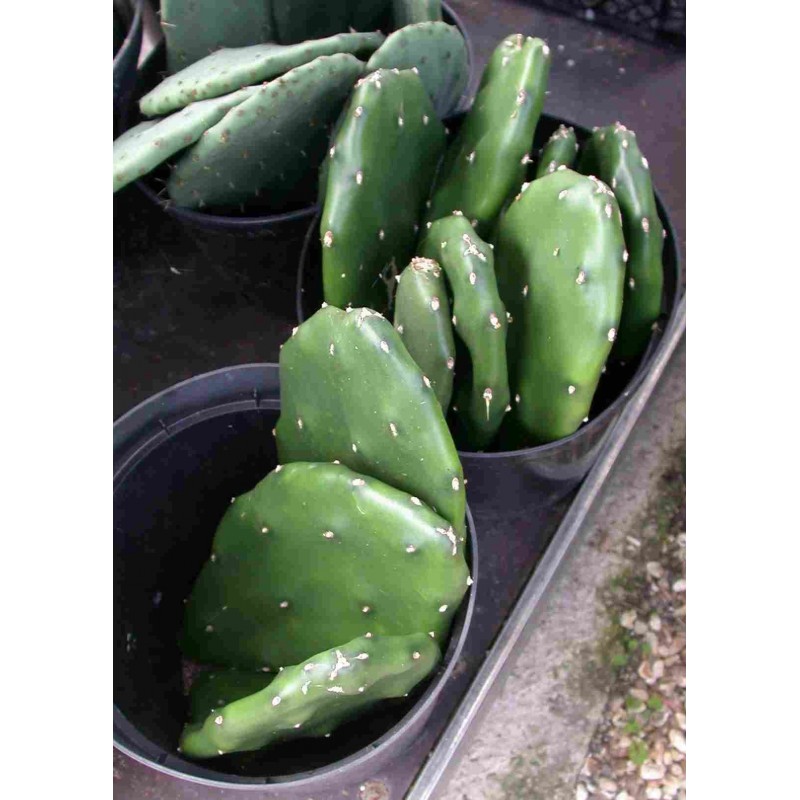 Opuntia paraguayense